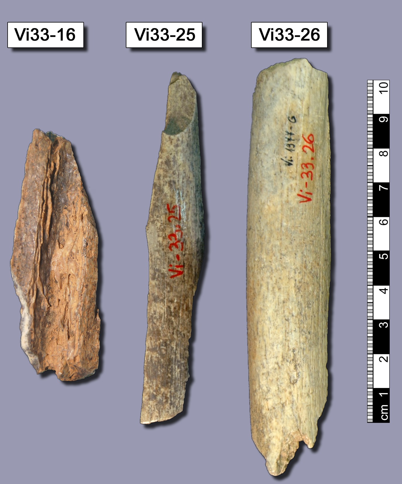 Bones from Vindija Cave